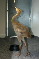 Green Red Black - 12th June 2014 Green Red Black - 12th June 2014